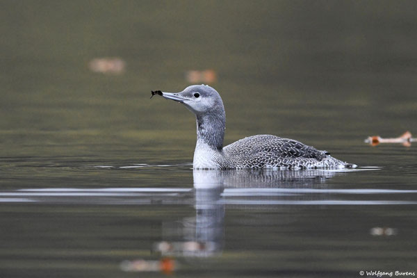 Sterntaucher
