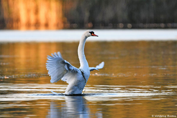 Höckerschwan