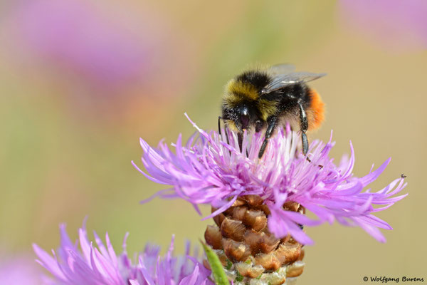 Stein-Hummel, Helferskirchen
