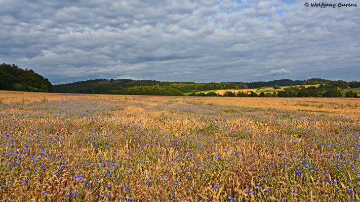 Kornblumenfelder bei Helferskirchen