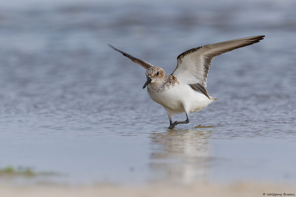 Sanderling