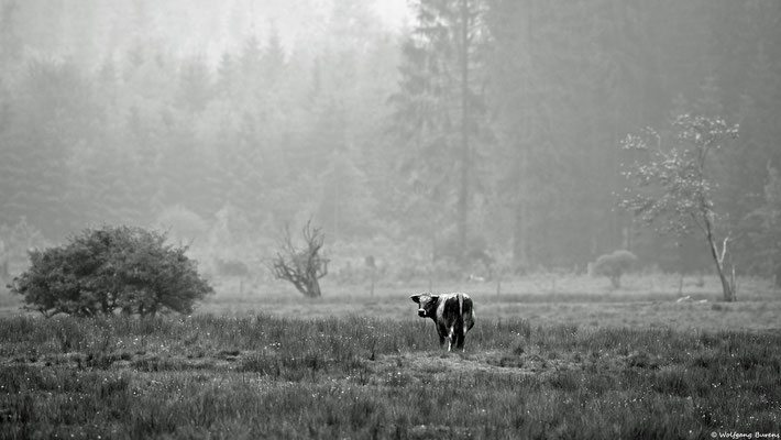 Liebenscheider Viehweide, 20.05.2024