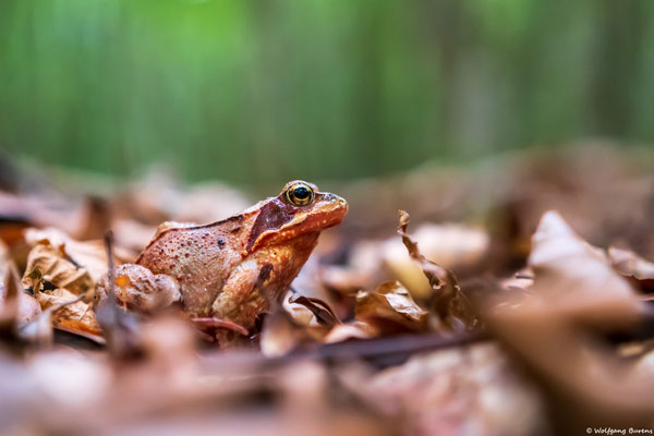 Grasfrosch