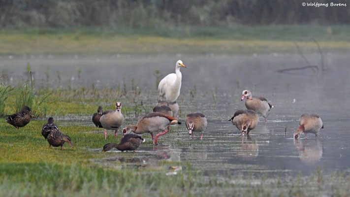 "The shepard", Silberreiher, Nilgänse und Stockenten
