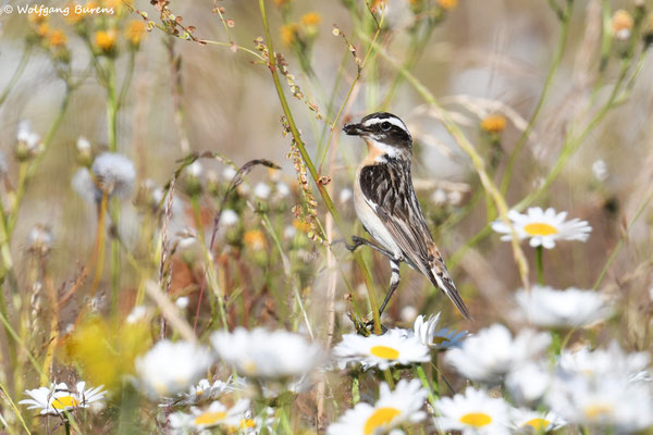 "Saxicola rubetra" Whinchat "Tarabilla norteña" "Tarier des prés" Stiaccino  Paapje Buskskvätta Westerwald "Hoher Westerwald" Westerwaldkreis Rheinland-Pfalz