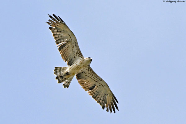 Schlangenadler, Mogendorf