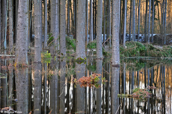 Haidenweiher Nordarm, 27.02.2016