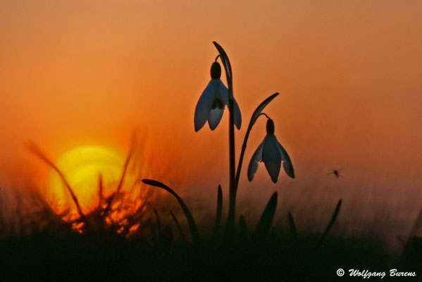 Schneeglöcken im Sonnenuntergang