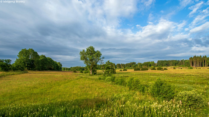 Bellinger Viehweiden, Juli 2025