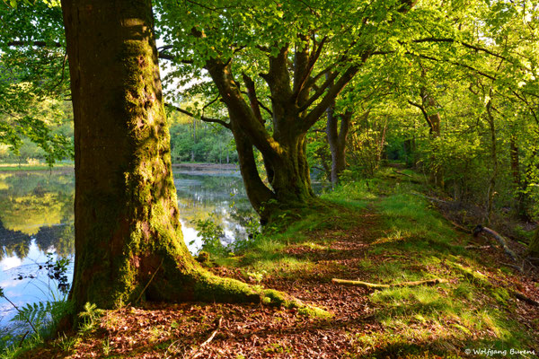 Moorweiher, Dreifelden 