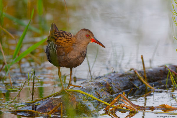 Wasserralle