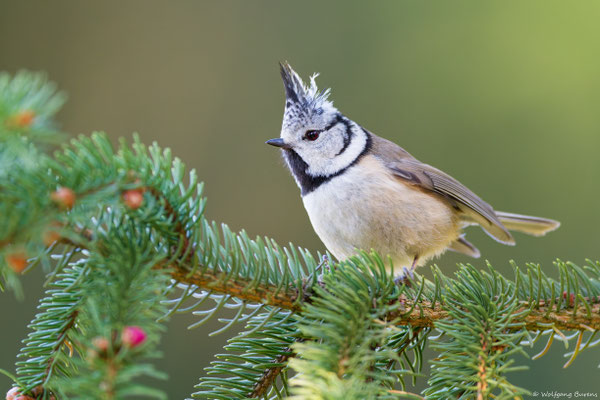 "Lophophanes cristatus" "Parus cristatus" "Crested tit" "Mésange huppée" "Herrerillo capuchino" Kuifmees "Cincia dal ciuffo"