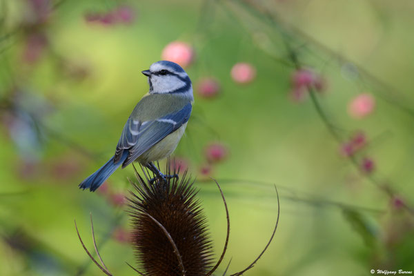 Blaumeise
