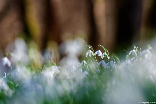 Schneeglöckchen, Gelbachtal