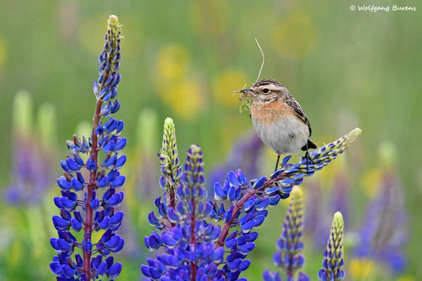 "Saxicola rubetra" Whinchat "Tarabilla norteña" "Tarier des prés" Stiaccino  Paapje Buskskvätta Westerwald "Hoher Westerwald" Westerwaldkreis Rheinland-Pfalz