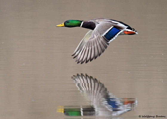 Stockente