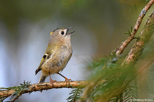 "auf der Waldbühne", Wintergoldhähnchen