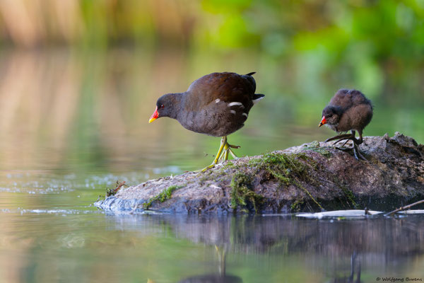 Teichhuhn mit Jungvogel