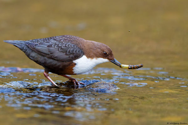 Wasseramsel mit Köcherfliegenlarve, Große Nister