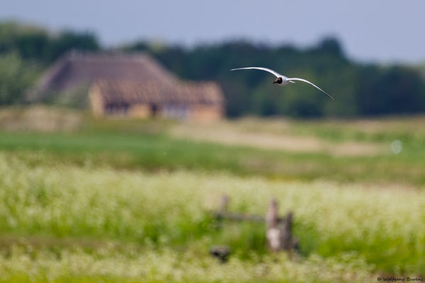 Lachmöwe