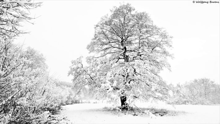 winterliche Schwarzerle, 01.01.2021