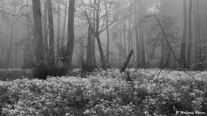 Frühling