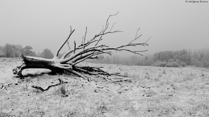"Where greater trees have fallen"