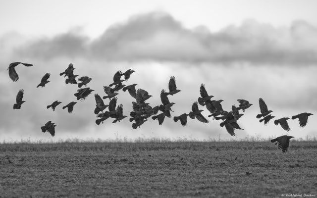 "unter Rabenvögeln", Dohlen und Rabenkrähen