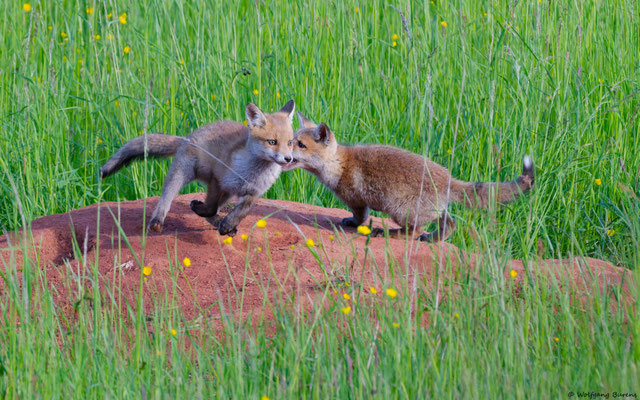 Am Fuchsbau V