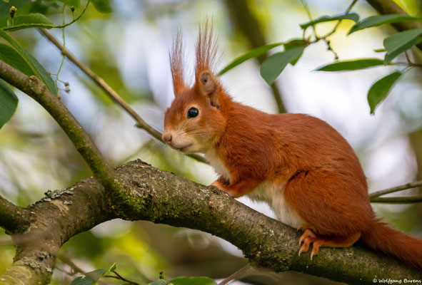 Eichhörnchen