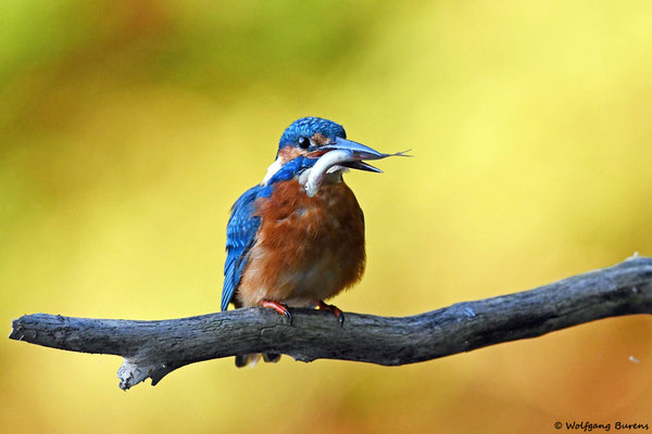 "Alcedo atthis" "common kingfisher" "martín pescador común" alción "Martin-pêcheur d'Europe" "martin pescatore comune" "Guarda-rios-comum" "Guarda-rios-europeu" 