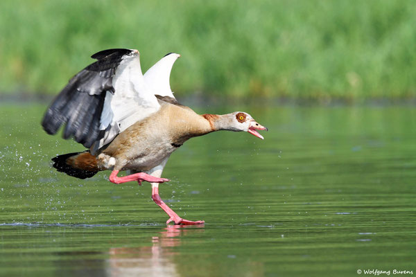 Nilgans