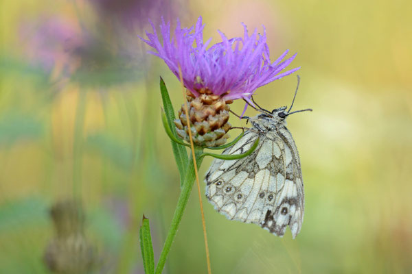 Schachbrettfalter