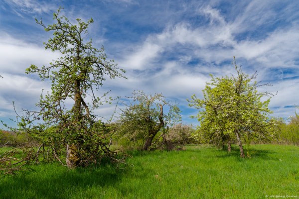 Streuobstwiese