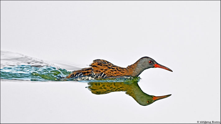 Wasserralle
