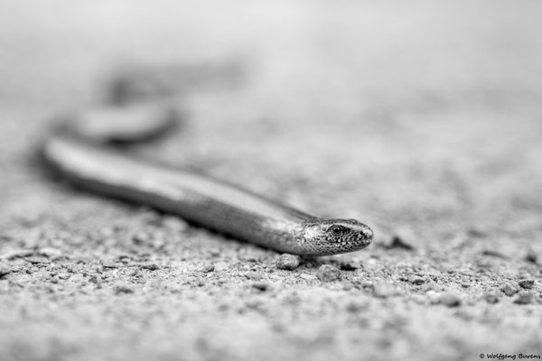 Blindschleiche