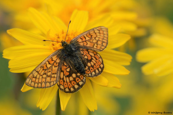 Goldener Scheckenfalter
