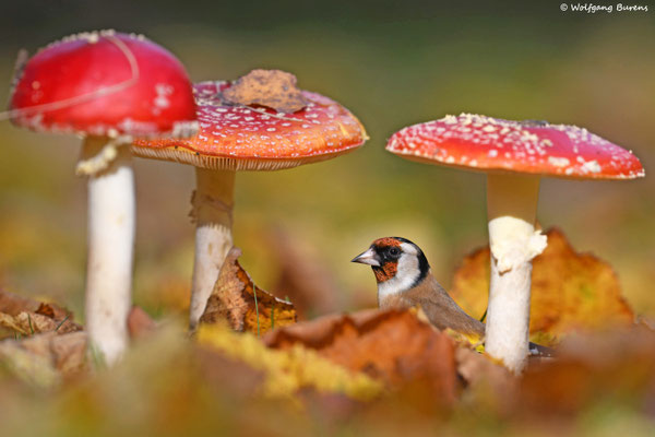 "Fliegenpilzrausch", Stieglitz