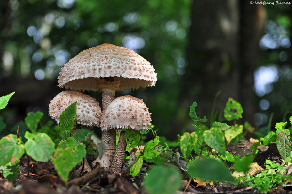 Parasolpilze