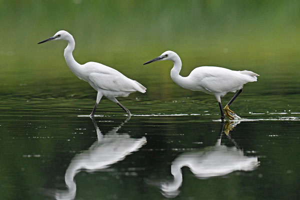 Seidenreiher