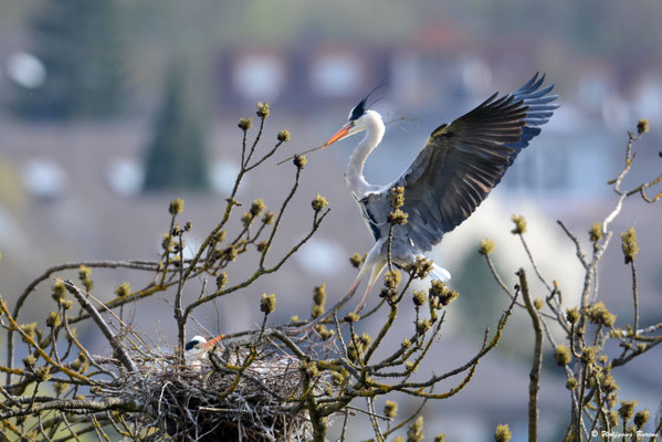 Graureiher, Lahn