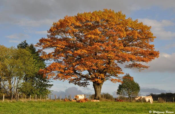 Roteiche, Langenbaum, 11.10.2014