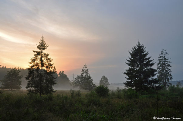 Viehweide Dreifelden, 27.07.2021