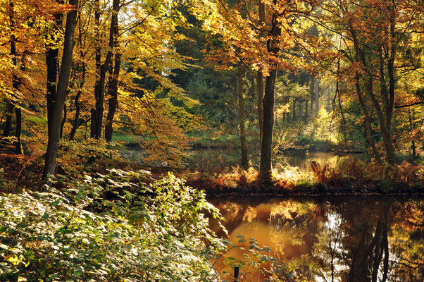 Fischteiche am Bellerbach