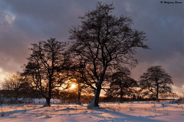 winterliche Huteweide, 13.01.2017