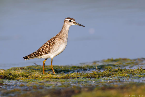Bruchwasserläufer 