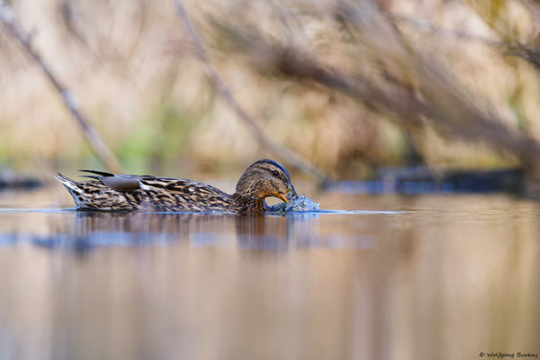 Stockente (w)