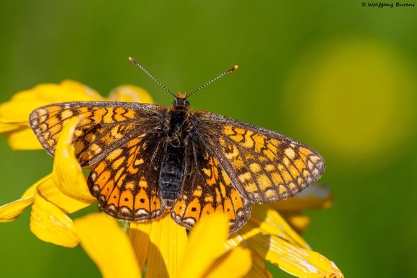 Goldener Scheckenfalter