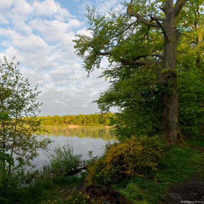Haidenweiher
