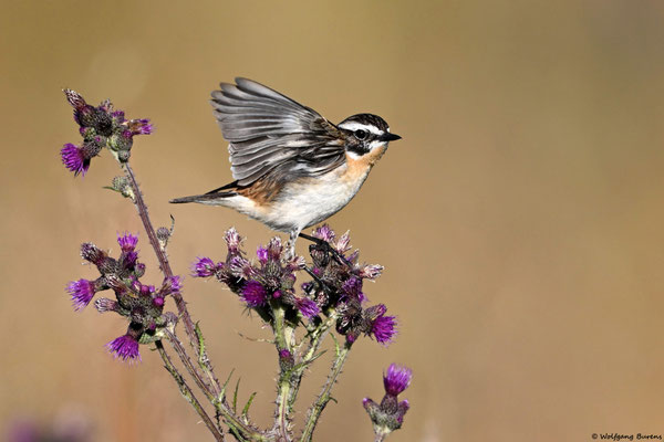"Saxicola rubetra" Whinchat "Tarabilla norteña" "Tarier des prés" Stiaccino  Paapje Buskskvätta Westerwald "Hoher Westerwald" Westerwaldkreis Rheinland-Pfalz